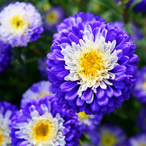 Viola-Tricolor-China-Aster-Seeds