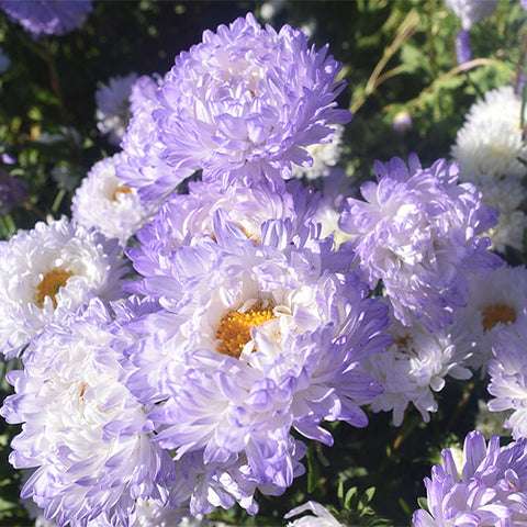 Viola-Tricolor-China-Aster-Seeds