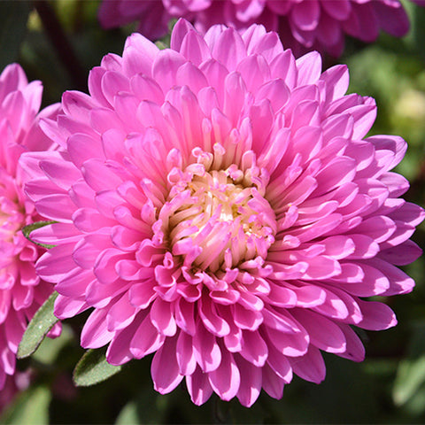 Viola-Tricolor-China-Aster-Seeds