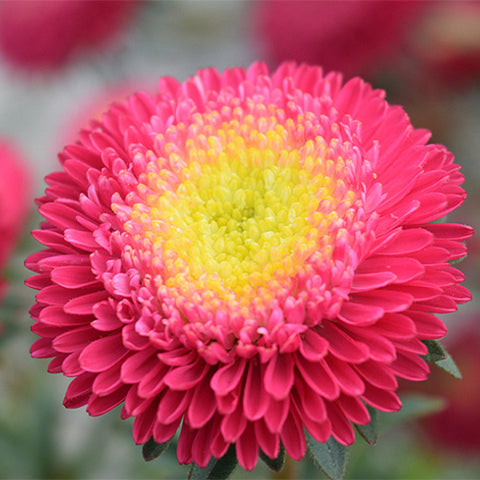 Viola-Tricolor-China-Aster-Seeds