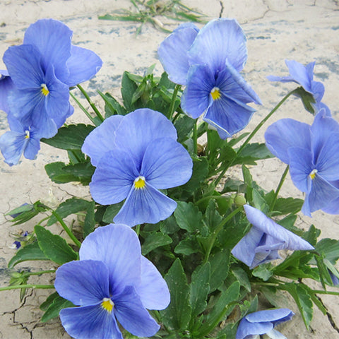 Viola-Tricolor-Pansy-Seeds