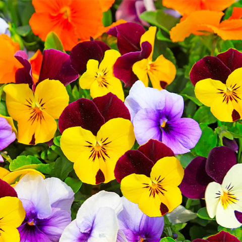Viola-Tricolor-Pansy-Seeds
