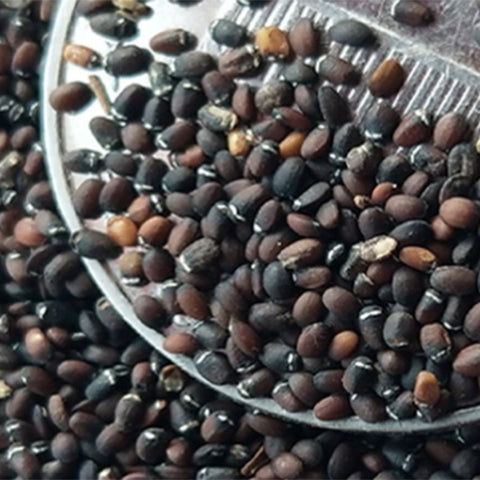 Viola-Tricolor-Pansy-Seeds