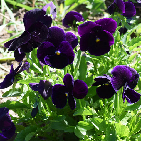 Viola-Tricolor-Pansy-Seeds