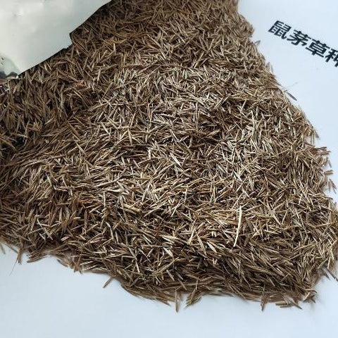 Vulpia-myuros-Annual-fescue-Seeds
