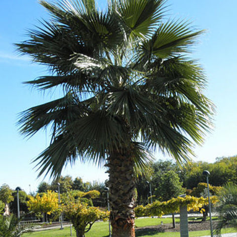 Washingtonia Robusta & Mexican Fan Palm Seeds