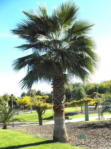Washingtonia Robusta & Mexican Fan Palm Seeds