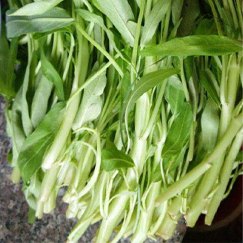 Water-Spinach-Mater-Convolvulus-Seeds