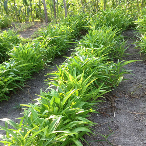 Water-Spinach-Mater-Convolvulus-Seeds