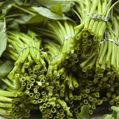 Water-Spinach-Mater-Convolvulus-Seeds