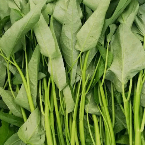 Water-Spinach-Mater-Convolvulus-Seeds