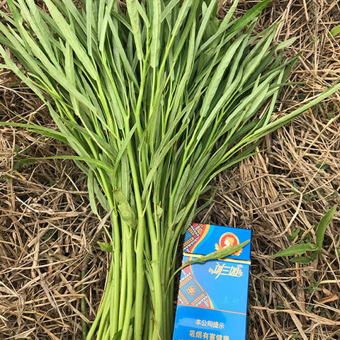 Water-Spinach-Mater-Convolvulus-Seeds