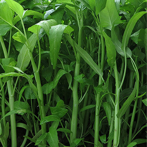 Water-Spinach-Mater-Convolvulus-Seeds