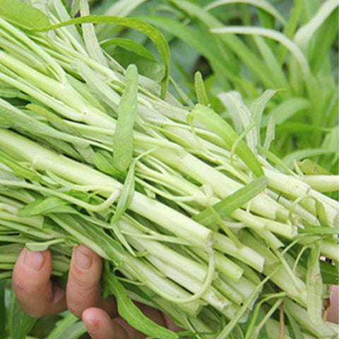 Water-Spinach-Mater-Convolvulus-Seeds