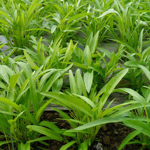 Water-Spinach-Mater-Convolvulus-Seeds