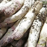 White Asparagus & Reed Shoot Seeds