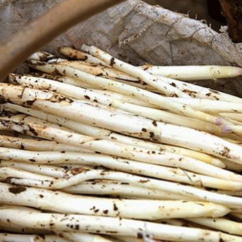 White Asparagus & Reed Shoot Seeds
