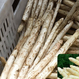White Asparagus & Reed Shoot Seeds