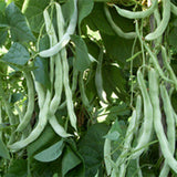 White-Beans-Seeds