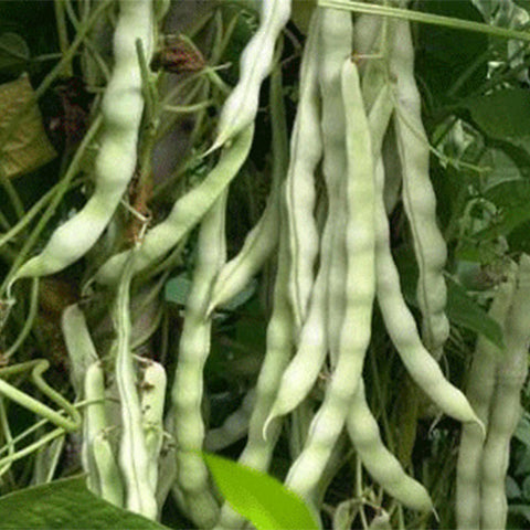 White-Beans-Seeds