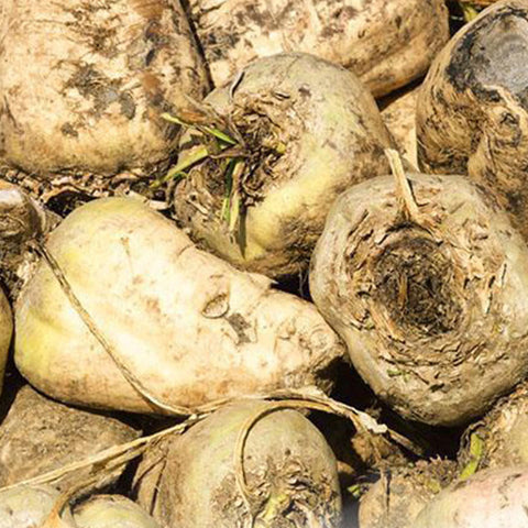 White Beetroot & Beet Seeds
