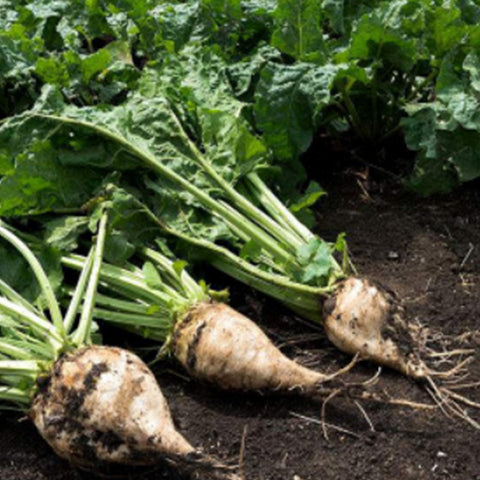 White Beetroot & Beet Seeds