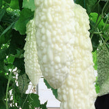 White Bitter Gourd Seeds