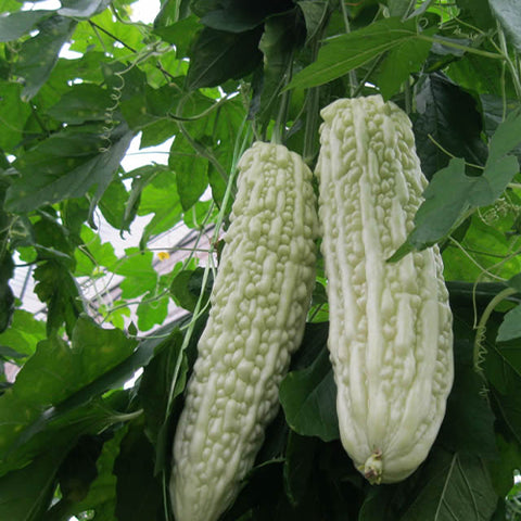 White Bitter Gourd Seeds