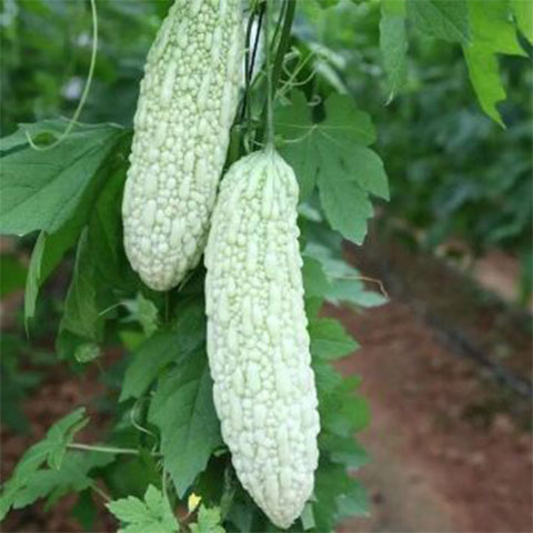 White Bitter Gourd Seeds