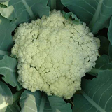 Hybrid F1 White Cauliflower Seeds