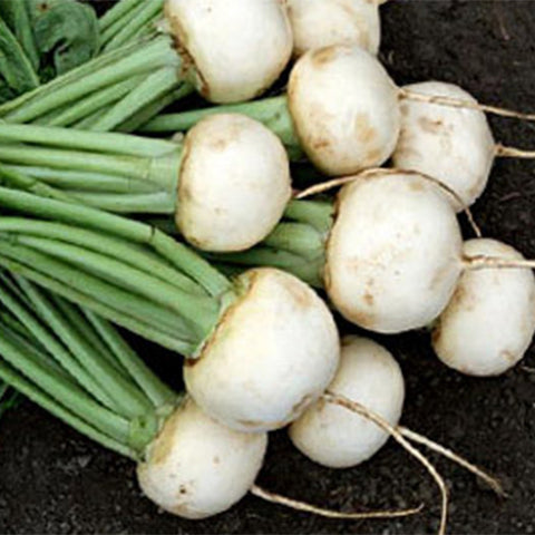 White-Cherry-Radish-Seeds