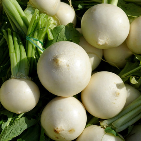 White-Cherry-Radish-Seeds