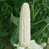 White-Waxy-Corn-Seeds