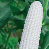White-Waxy-Corn-Seeds