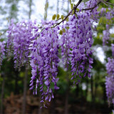 Wisteria sinensis & Chinese wisteria Seeds