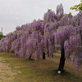 Wisteria sinensis & Chinese wisteria Seeds