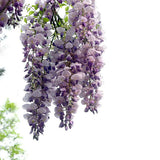 Wisteria sinensis & Chinese wisteria Seeds