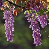 Wisteria sinensis & Chinese wisteria Seeds