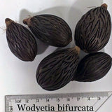 Wodyetia Bifurcata & Foxtail Palm Seeds