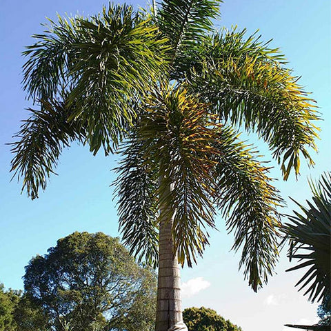 Wodyetia Bifurcata & Foxtail Palm Seeds