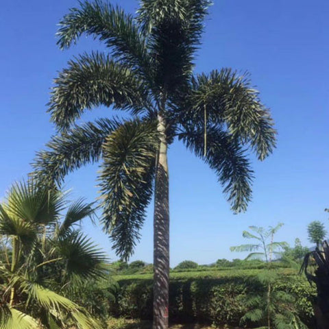 Wodyetia Bifurcata & Foxtail Palm Seeds