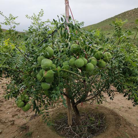 Xanthoceras-sorbifolium-Yellowhorn-Seeds
