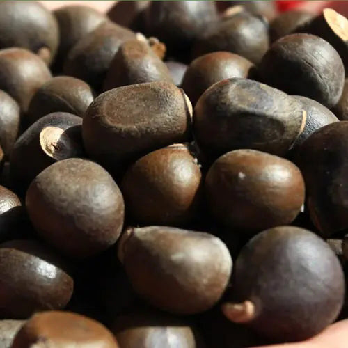 Xanthoceras Sorbifolium Yellowhorn Seeds HeYou Seeds xanthoceras-sorbifolium-yellowhorn-seeds-heyou-seeds
