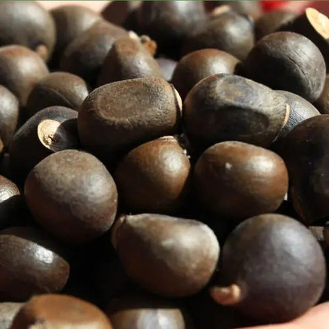 Xanthoceras-sorbifolium-Yellowhorn-Seeds