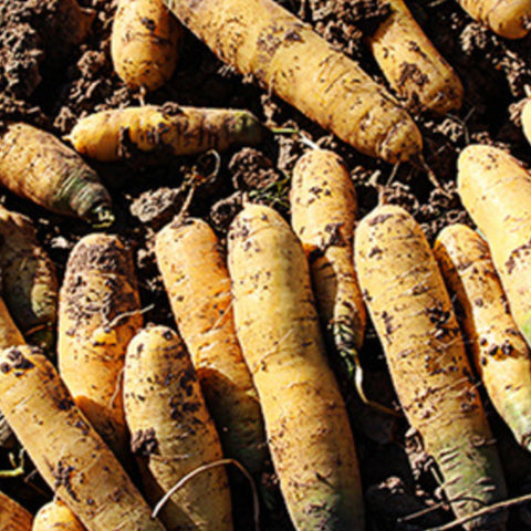 Yellow Carrot Seeds