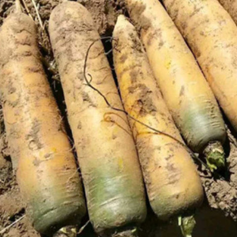 Yellow Carrot Seeds