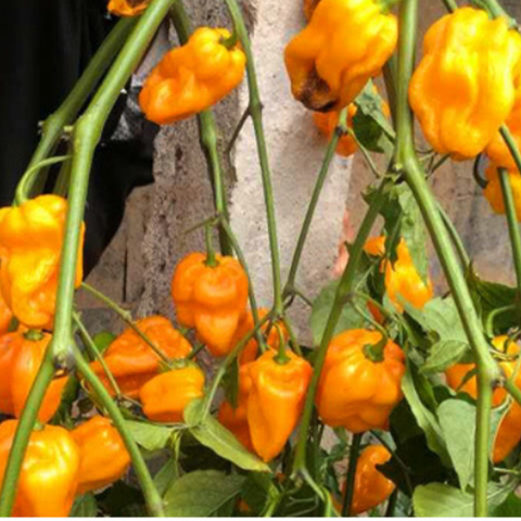 Hybrid F1 Yellow Devil Pepper & Chilli Seeds