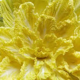 Yellow-Chinese-Cabbage-Seeds
