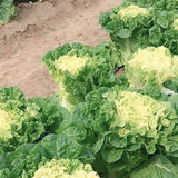 Yellow-Chinese-Cabbage-Seeds