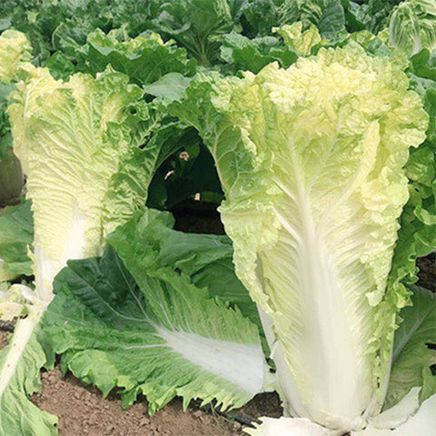 Yellow-Chinese-Cabbage-Seeds